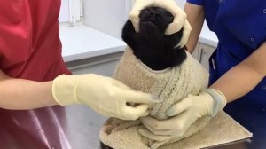 Как дать таблетку коту / кошке