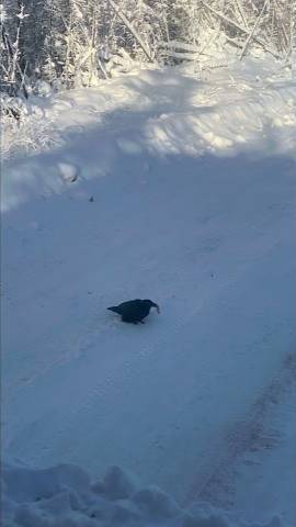 Ручной ворон встретился на зимнике в Якутии смотреть онлайн