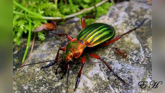 Насекомые смотреть онлайн