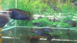 Аквариумная рыбка   дельфин голубой