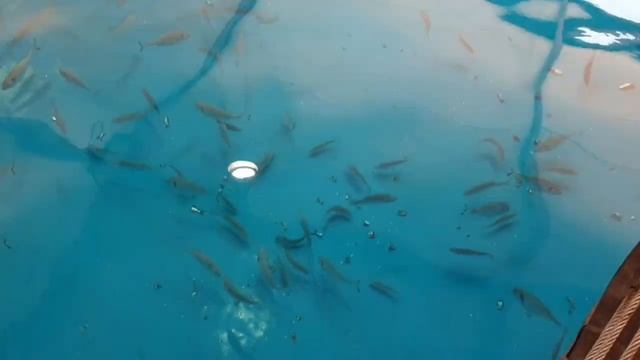 Океанариум. Пальма де Майорка. #manechka_nl #vlog смотреть онлайн