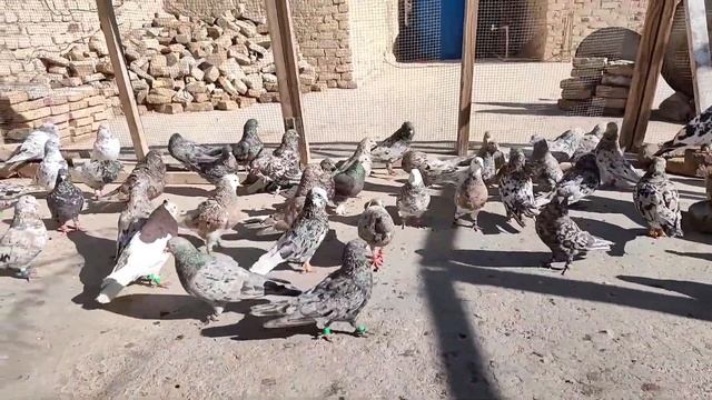 Афганские мраморные голуби ?? Afghani Saar pigeons | Kaftar Afghani | افغان کبوتر | смотреть онлайн