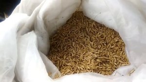 Сею овес с люцерной , растет не только трава