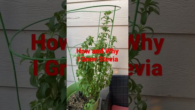 How and Why I Grow Stevia смотреть онлайн