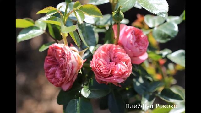 Краткий обзор розы   Плейфул Рококо (Спрей) - Playful Rokoko (Tantau 2016)