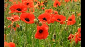 Магические свойства лаванды, лилия, мак, гладиолус. Урок № 6