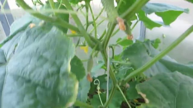 Наша дача. Огородные радости и сюрпризы к моему дню. Часть 2.