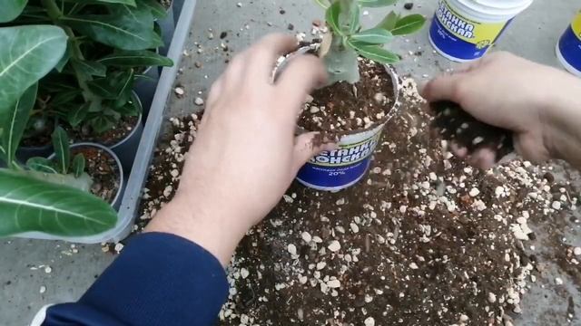 Адениумы: новый цветущий сеянец и пересадка смотреть онлайн