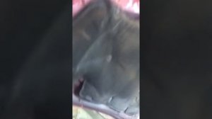 1zz-fe, 3zz-fe метки цепи грм  тайота