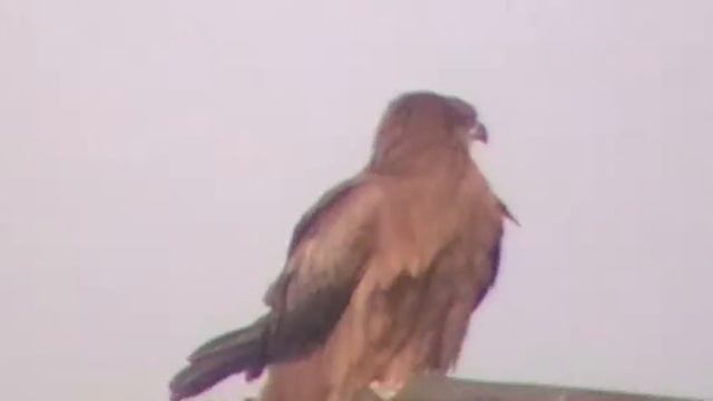 Panasonic SDR S-50 Camcorder 78x Zoom Test смотреть онлайн