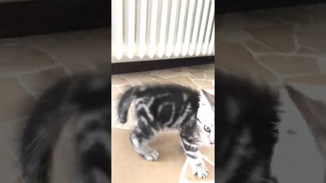 Наш котёнок , 2 месяца смотреть онлайн