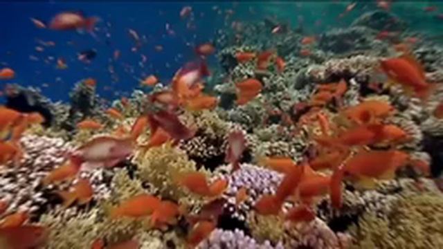 DJ X-KZ - Ocean Voices [Original remix 2021] смотреть онлайн