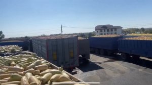 Сады Придонья выгрузка кабачок