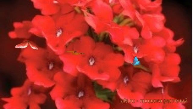 Вербена обыкновенная Ред ? обыкновенная вербена Ред обзор: как сажать, семена вербены Ред смотреть онлайн