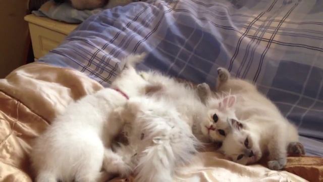British & Chinchilla kittens смотреть онлайн