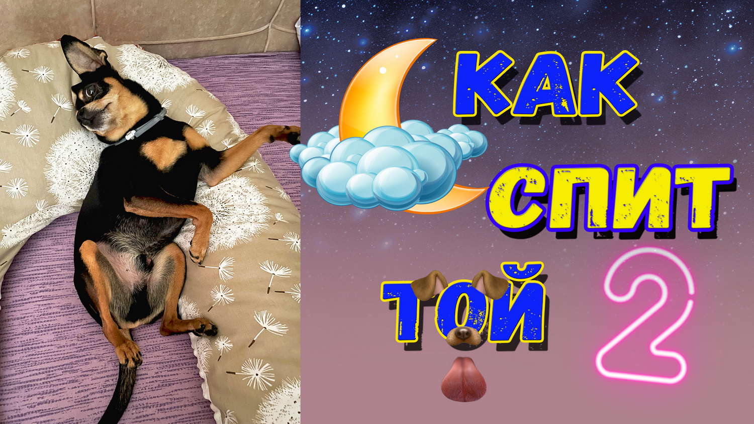 Как и где спит той терьер. Смешные позы от Тоя смотреть онлайн