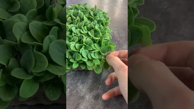 Огуречная трава?! Ращу микрозелень бораго дома! смотреть онлайн