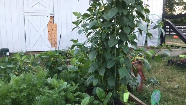 How to Seed Save Scabiosa (Pincushion) flowers смотреть онлайн