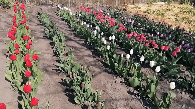 Выращивание тюльпанов после выгонки. Цветение. смотреть онлайн