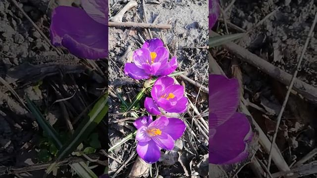 Красиво цветут Крокусы. #цветы #крокусы