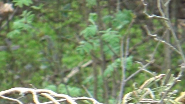 Угадай, что за птица? // Guess what kind of bird it is? смотреть онлайн