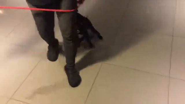 Adopt Mary’s Doggies - Georgina walk on leash смотреть онлайн