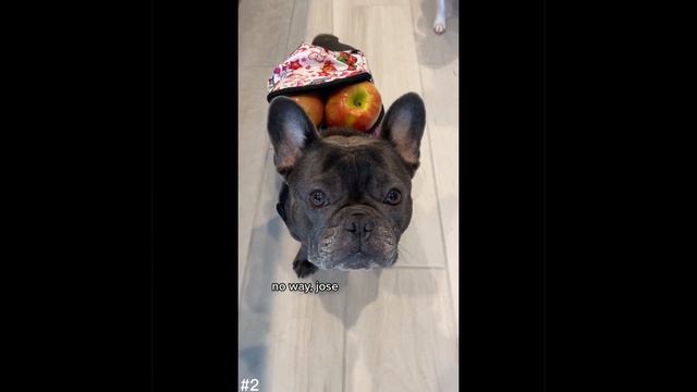 ?Cute & Funny Pug Videos That Are IMPOSSIBLE Not To Aww At??| Cutest Puppies смотреть онлайн