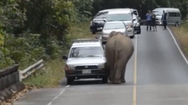 Слон ломает машины - что может сделать разозлённый слон смотреть онлайн