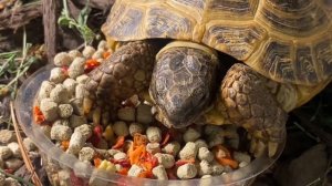 ? Чем кормить сухопутную черепаху❓