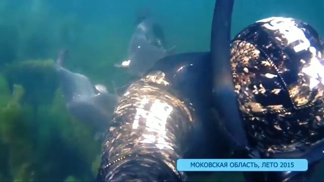 Фридайв Московская область, spearfishing смотреть онлайн