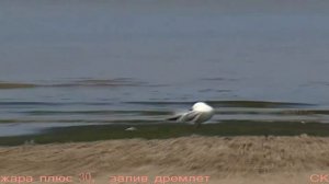 чайки не кричите ради бога
