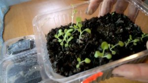 НАСТУРЦИЯ - как посеять семена, Срочная пикировка петунии. Бальзамин  после пикировки.