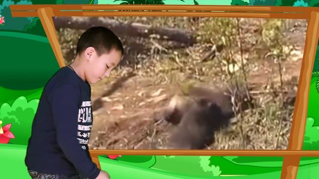 Албан-Али про Росомаху! Может убить добычу в 5 раз больше по размеру ??? Её боятся Волки и Медведи смотреть онлайн