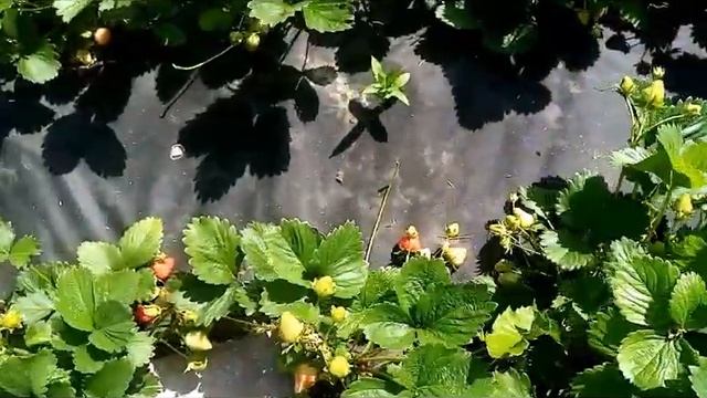 Перспективный сорт клубники НСД Амандин - высокая урожайность и сбалансированный сладкий вкус. смотреть онлайн