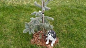 Ель голубая Хупси✳️ Самая голубая ель из всех голубых елей!