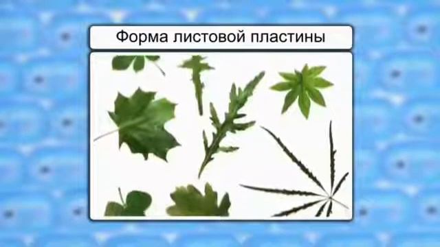 06 Внешнее строение листа смотреть онлайн