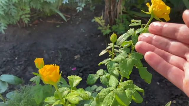 Утро после дождя.30 июля Инспекция сада-анемона японская,розы,георгин и другие прелести летней жизн смотреть онлайн