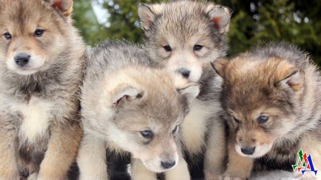 Собака привела в дом щенков, но через время оказалось, что это щенки самого настоящего волка смотреть онлайн