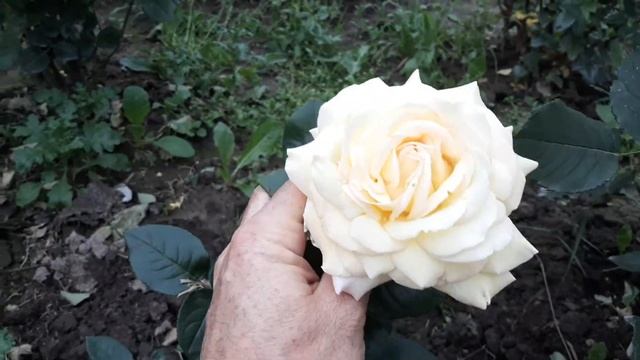 Чайно-гибридная роза Тибет смотреть онлайн