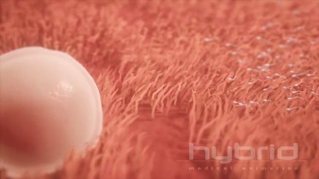 Ovulation смотреть онлайн