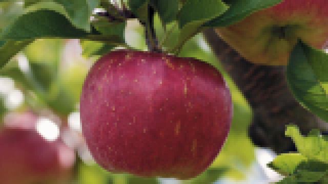 Optimus - Apples