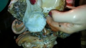 Как снять пленку в гусином желудке