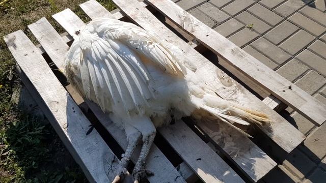 Индейка Биг-6. Возраст 20 недель, (4 месяца18дней). Забой, взвешивание. смотреть онлайн
