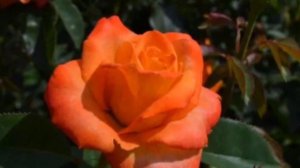 Роза Миракл.