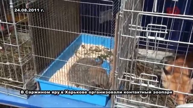 Контактный зоопарк смотреть онлайн