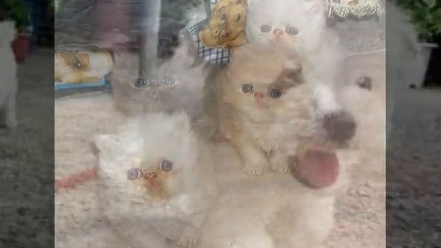 rain over me - נסי смотреть онлайн