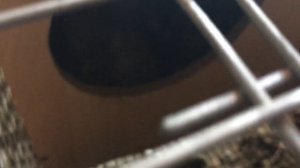 Кролики. Размеры клеток из сетки для кроликов. Размеры маточника для кроликов.