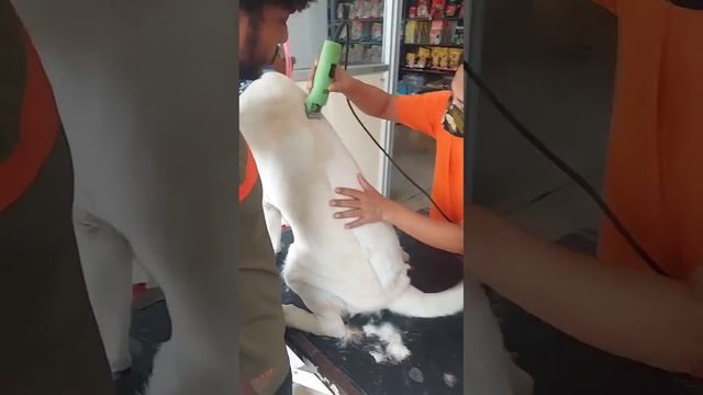 Dog HairCut ||Cute Dog whatsapp status || Labrador || Cute dog video смотреть онлайн