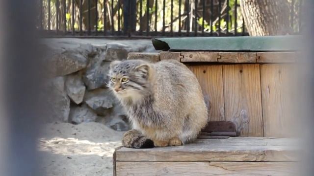 Котенок манула мамы Мии, Мия и Эмма без Ачи вышли к нам на встречу.