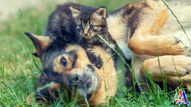 КОТЯТ кто-то ВЫКИНУЛ в поле, но обычная ДВОРНЯЖКА малышей НАШЛА и взяла под свою опеку смотреть онлайн